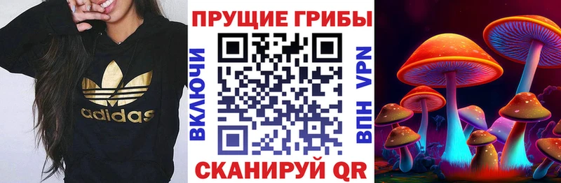 цены   Сортавала  Псилоцибиновые грибы GOLDEN TEACHER 